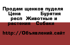  Продам щенков пуделя › Цена ­ 7 000 - Бурятия респ. Животные и растения » Собаки   